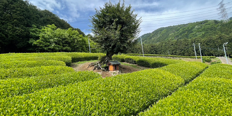茶畑